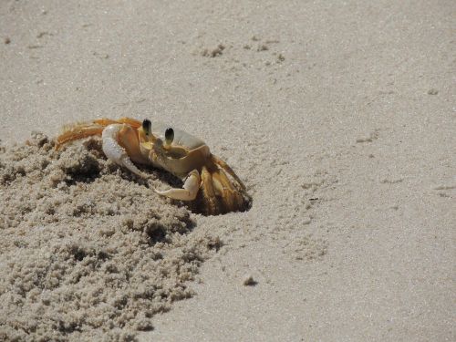 crab siri to