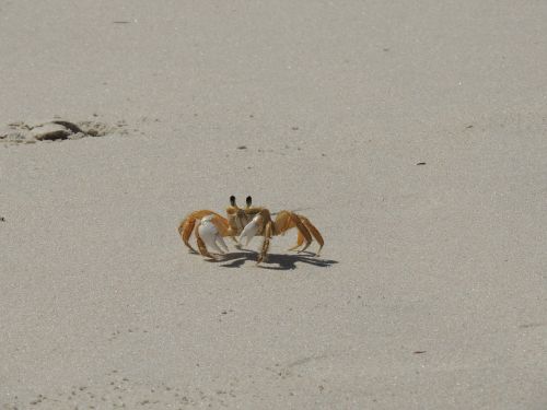 crab siri beach