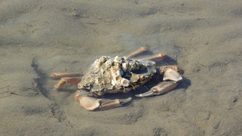 crab pincers brachyura