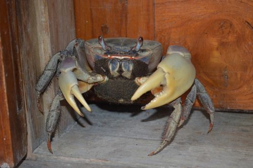 crab country corner