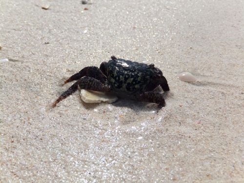 crab animal sea