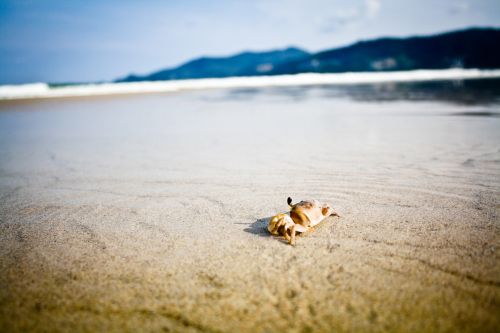 crab beach ocean