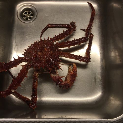 crab sea king crab