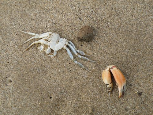 crab dead claw