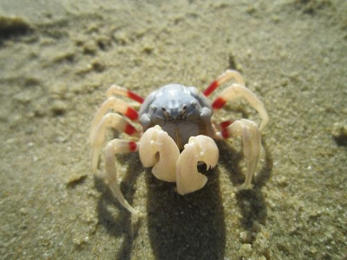 crab beach close-up