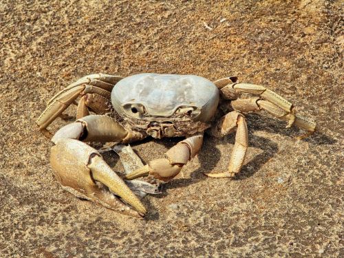 crab shellfish animal