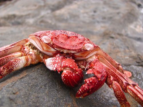 crab sea empty