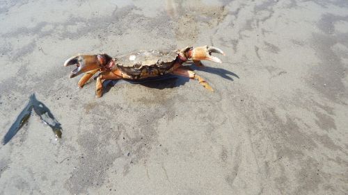 crab sand wadden sea