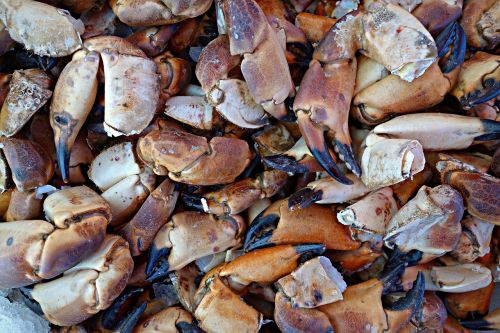 crab seafood claws