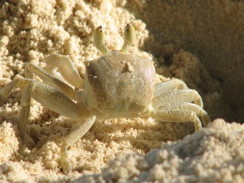crab crustacean pincer