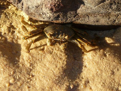 crab sand stone