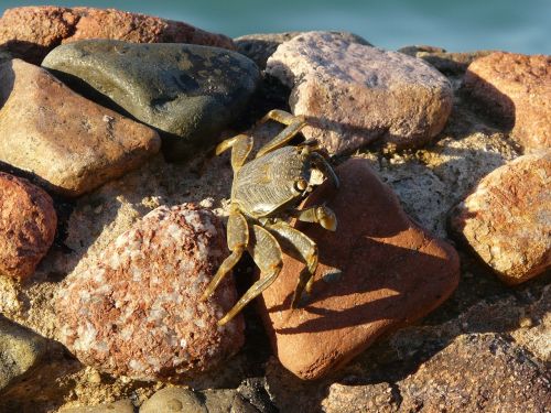 crab wall stone