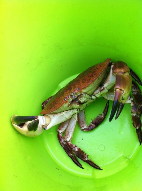 crab fishing green