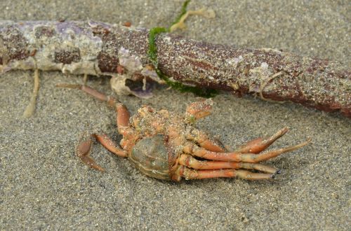 crab marine animal death