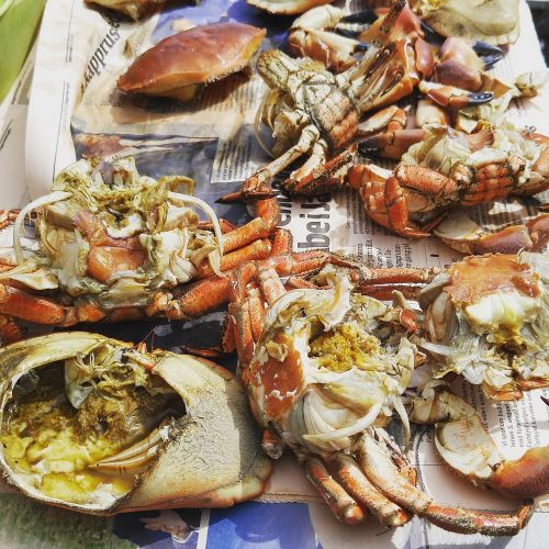 crab crab shells seafood