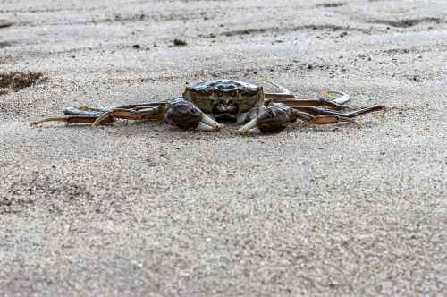 crab sea ocean