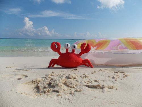 crab vacation beach
