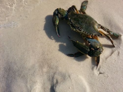 crab blue innerarity