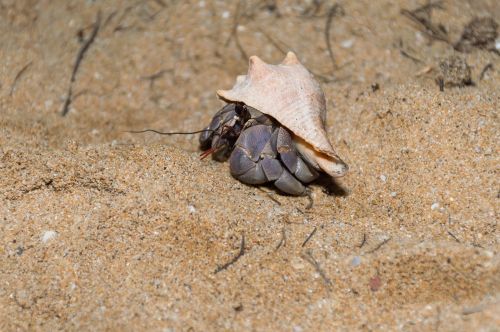 crab hermit crab land animals