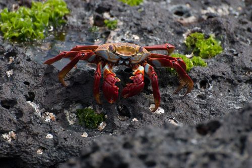 crab sally lightfoot volcanic soil