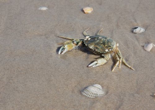 crab beach water