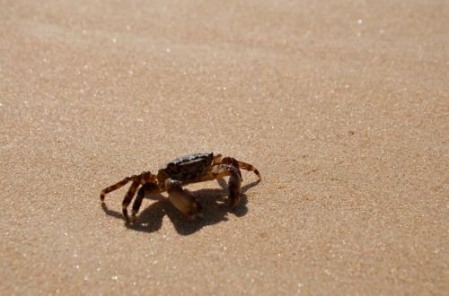 crab beach sea
