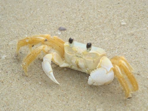 crab crustacean claw
