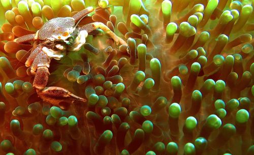 crab anemone underwater