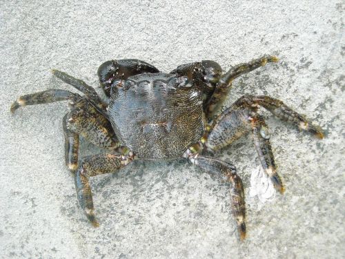 crab arthropoda animal