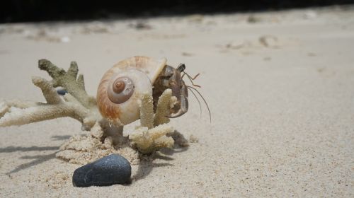 crab seashell sand