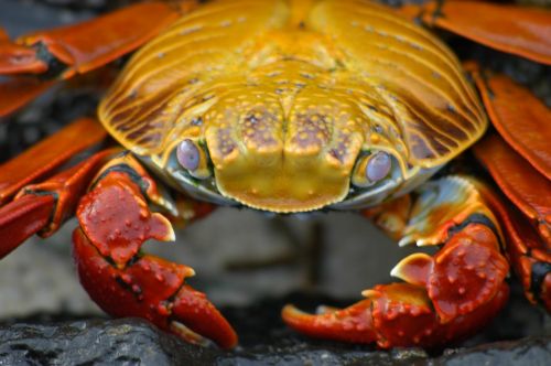 crab galapagos krabbe
