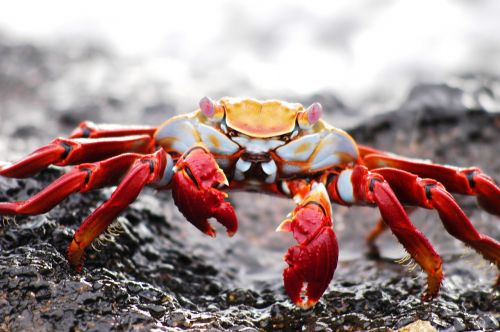 crab galapagos krabbe