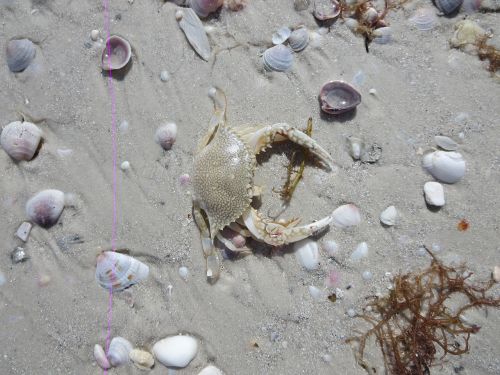 crab ocean sand