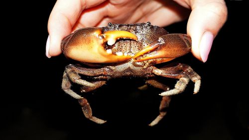 crab pincers sea ​​creatures