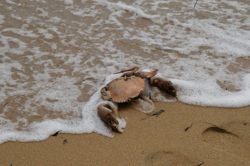 crab ocean beach
