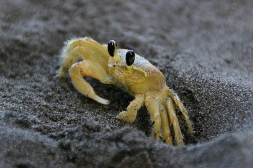 crab yellow sea