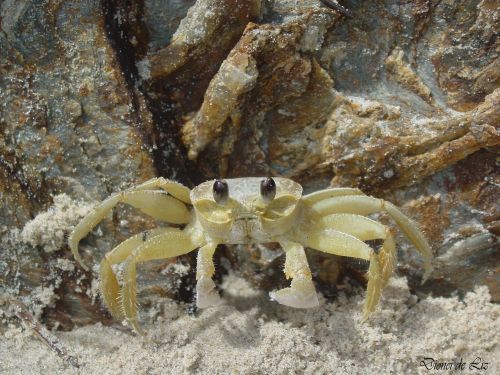 crab beach sand