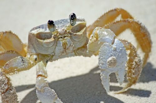 crab beach sand