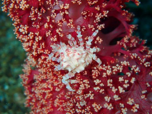 crab crustacean reef