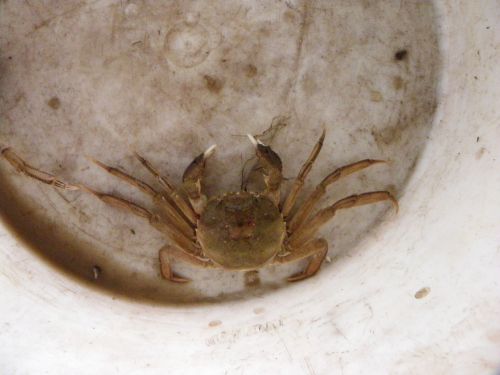 crab ijsselmeer nature