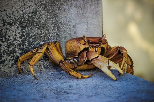crab nature animal
