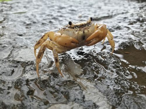 crab beach animal