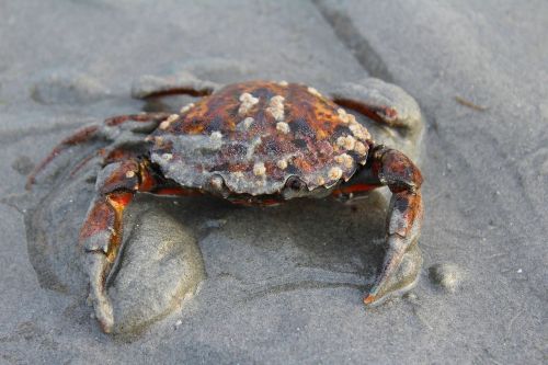crab ocean sea