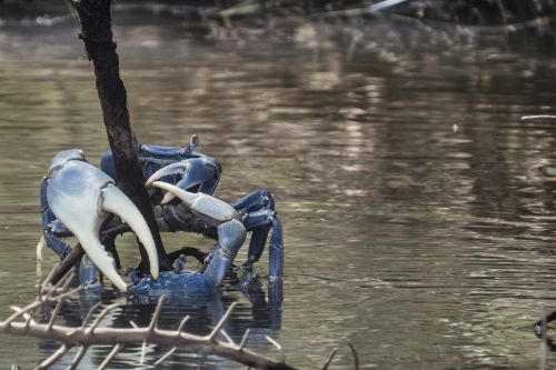 crab animal fauna