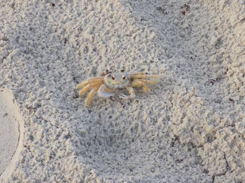crab coast beach