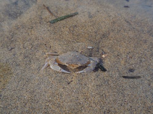 crab sea water