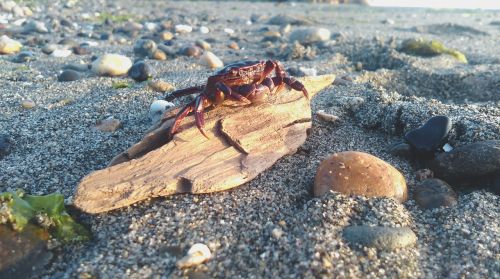 crab animal beach