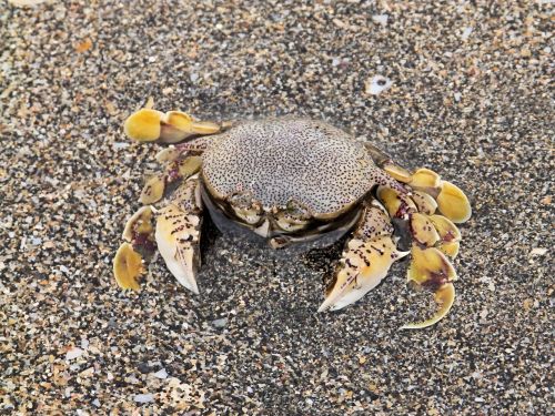 crab macro shellfish