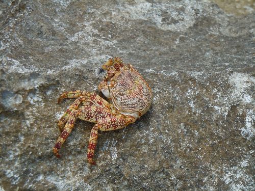 crab ocean sea life