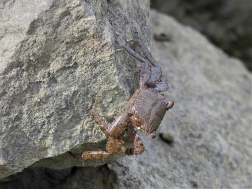 crab crustaceans camouflage